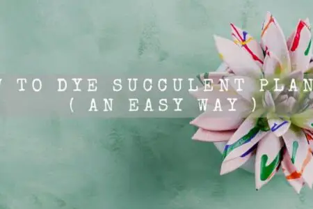 How To Dye Succulent Plants? ( An Easy Way )