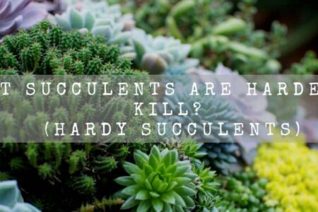 What Succulents Are Hardest To Kill? (Hardy Succulents)