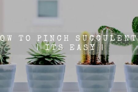How To Pinch Succulents | Its Easy |