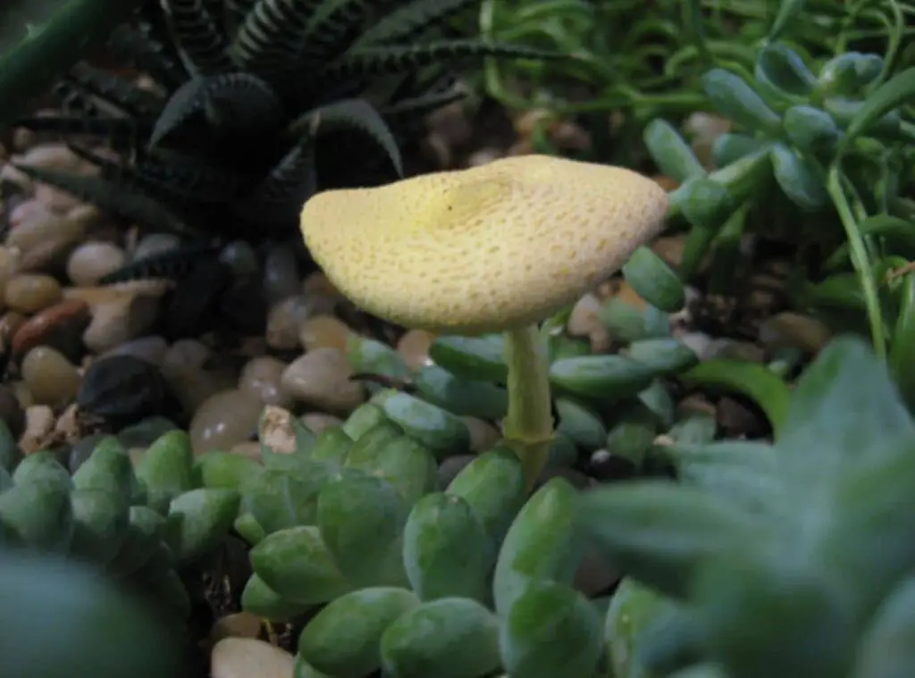 Mushroom Growing In Succulent Pot