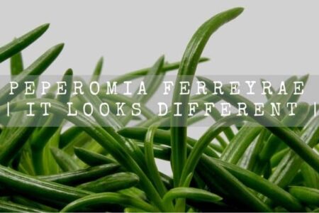 Peperomia Ferreyrae | It Looks Different |