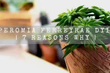 Peperomia Ferreyrae Dying | 7 Reasons |