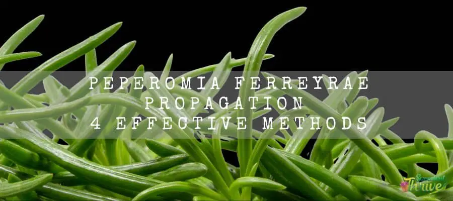 Peperomia Ferreyrae Propagation