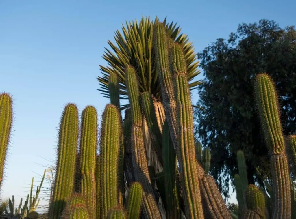 Pruning Columnar Cactus 