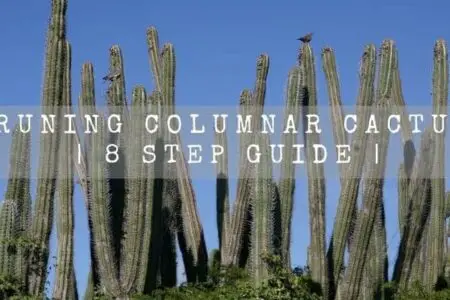 Pruning Columnar Cactus |  8 Step Guide |