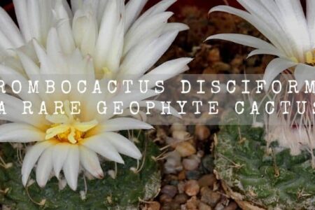 Strombocactus Disciformis | A Rare Geophyte Cactus |