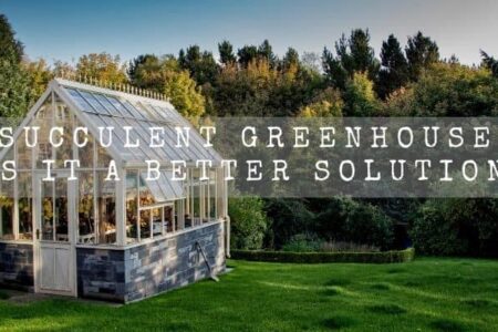Succulent Greenhouse | Is It A Better Solution? |