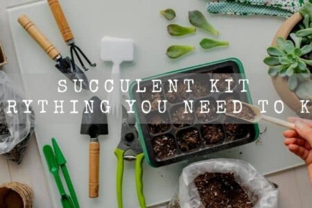 Succulent Kit | Everything You Need To Know |