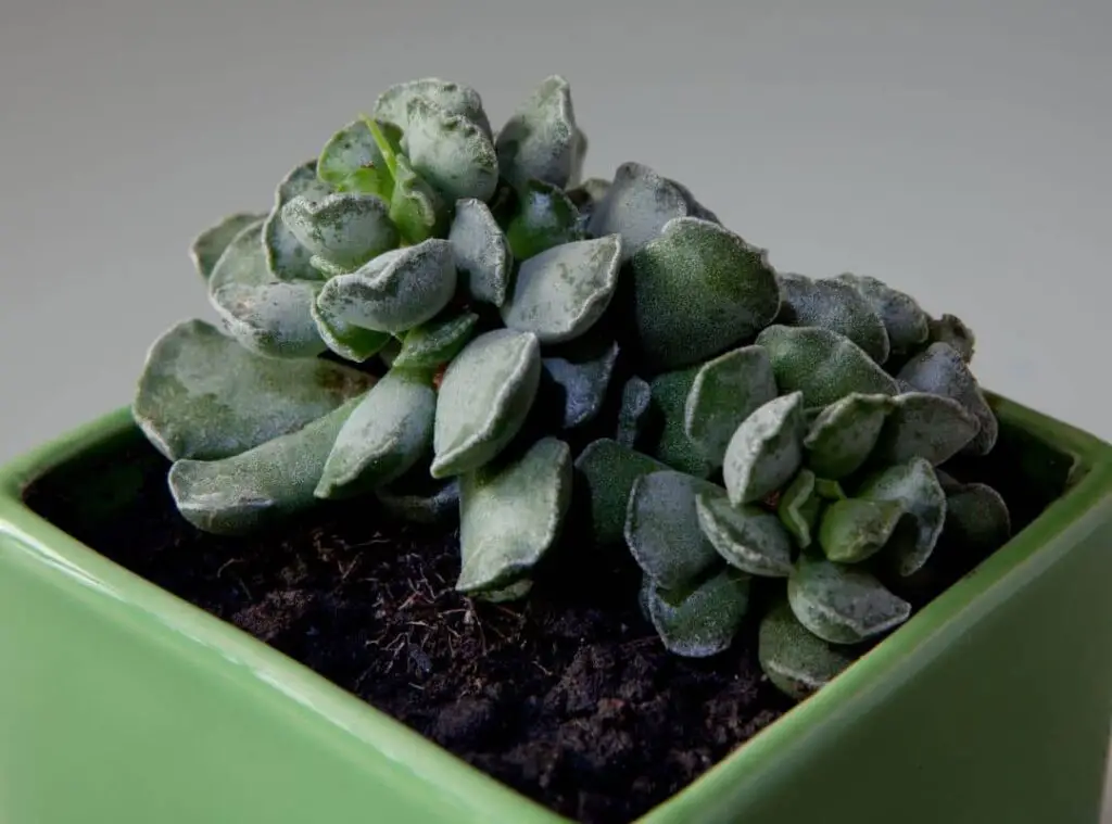 How To Induce Variegation In Succulents