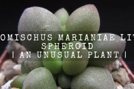 Adromischus Marianiae Little Spheroid | An Unusual Plant |