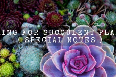 Caring For Succulent Plants ( Special Notes )