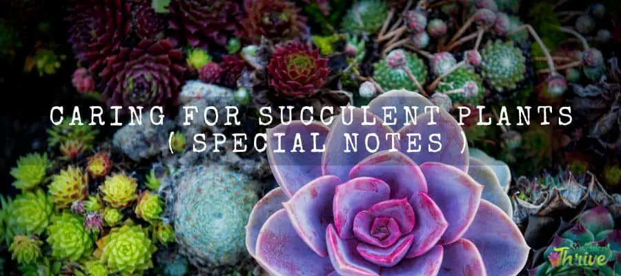 Caring For Succulent Plants 