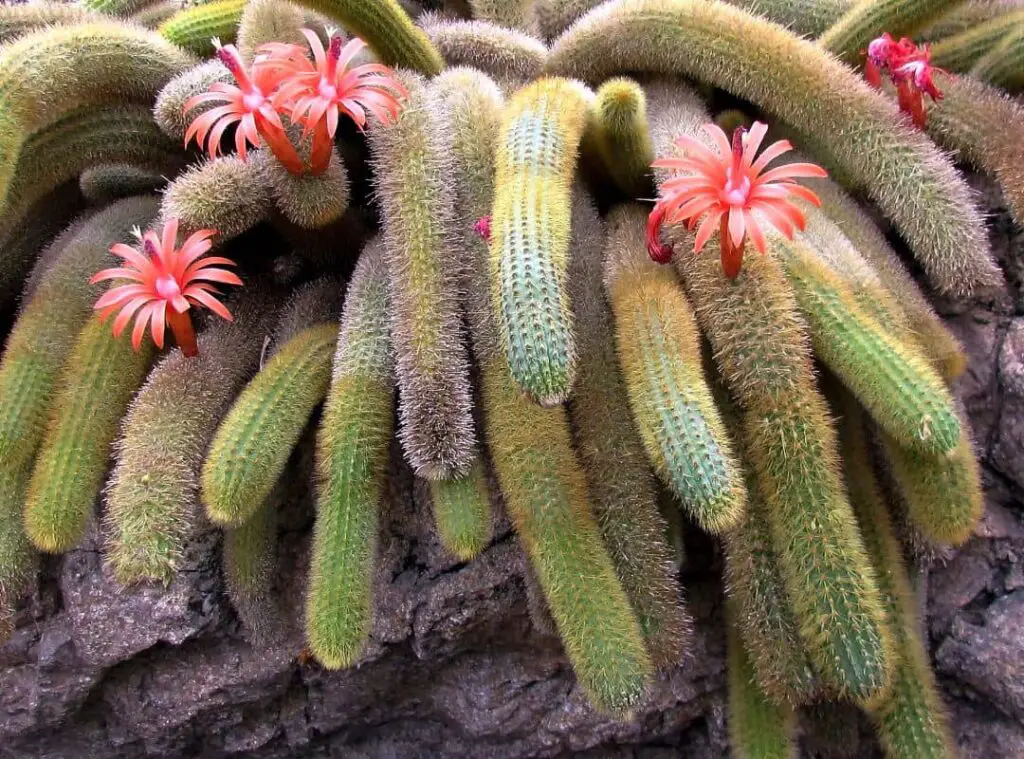 Different Types Of Rat Tail Cactus 
