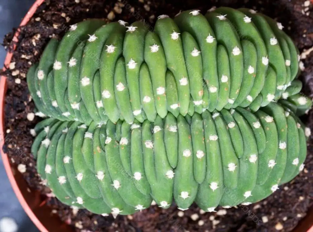 Crested San Pedro Cactus 
