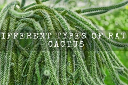 03 Different Types Of Rat Tail Cactus