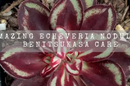 Amazing Echeveria Nodulosa Benitsukasa Care