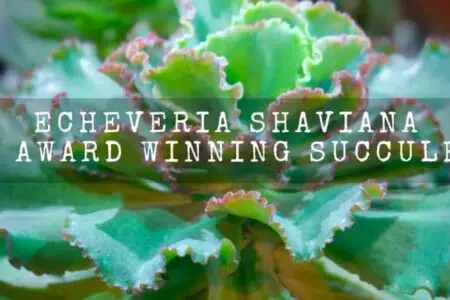 Echeveria Shaviana | An Award Winning Succulent |