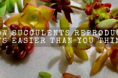 How Succulents Reproduce? (It’s Easier Than You Think)