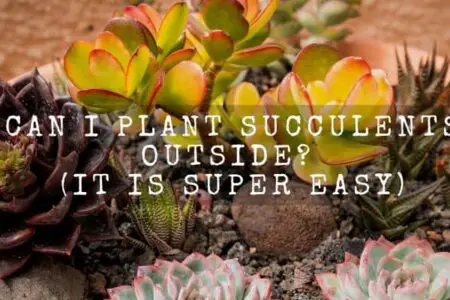 Can I Plant Succulents Outside? (It is Super Easy)