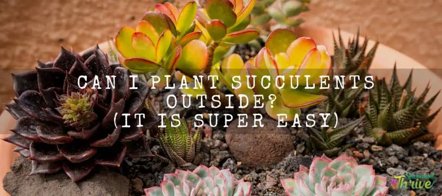 How Succulents Reproduce