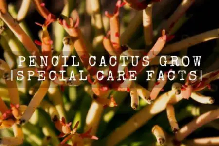 Pencil Cactus Grow |Special Care facts|  
