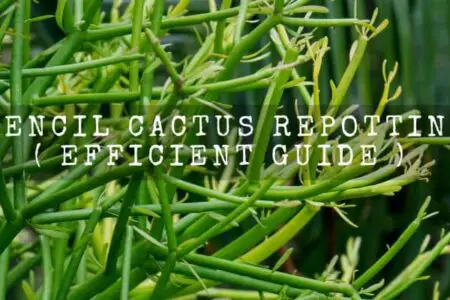 Pencil Cactus Repotting ( Efficient Guide )