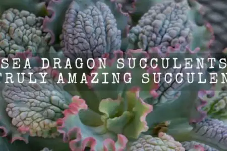 Sea Dragon Succulents |Truly Amazing Succulent|