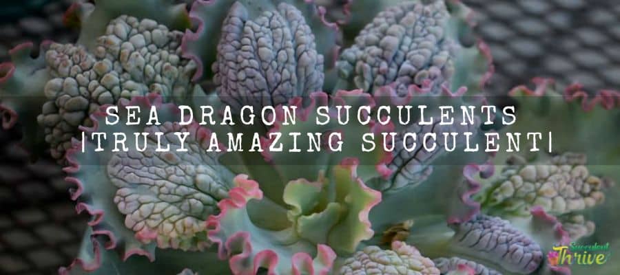 Sea Dragon Succulents