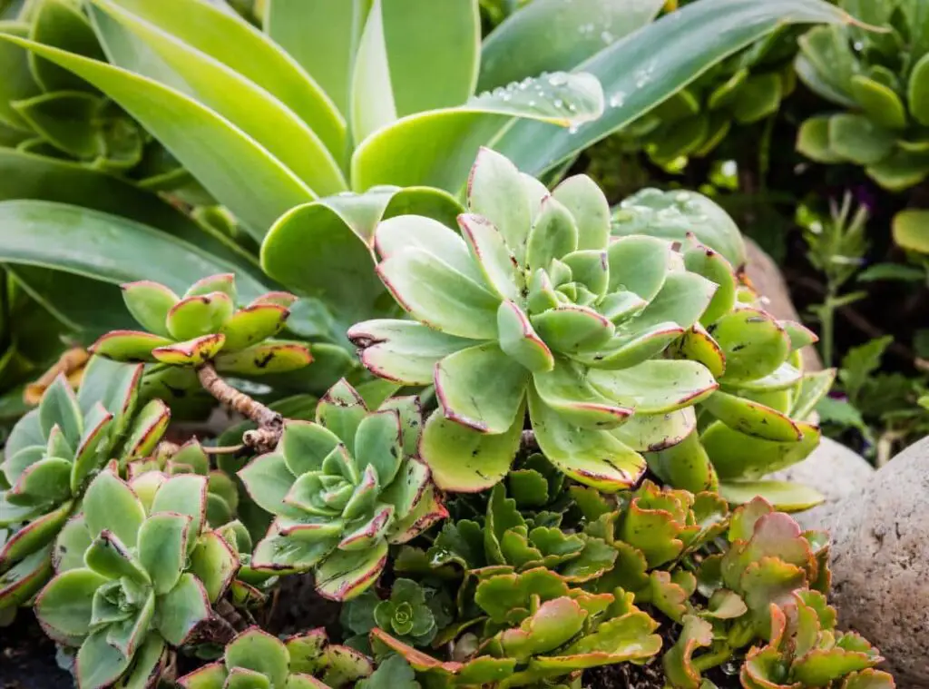 Best Succulents To Pair Together