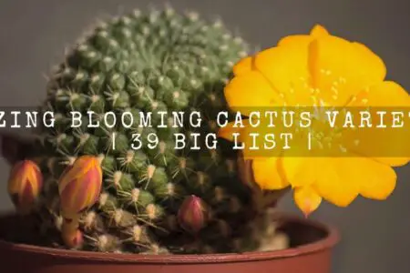 39 Amazing Blooming Cactus Varieties You Should Know