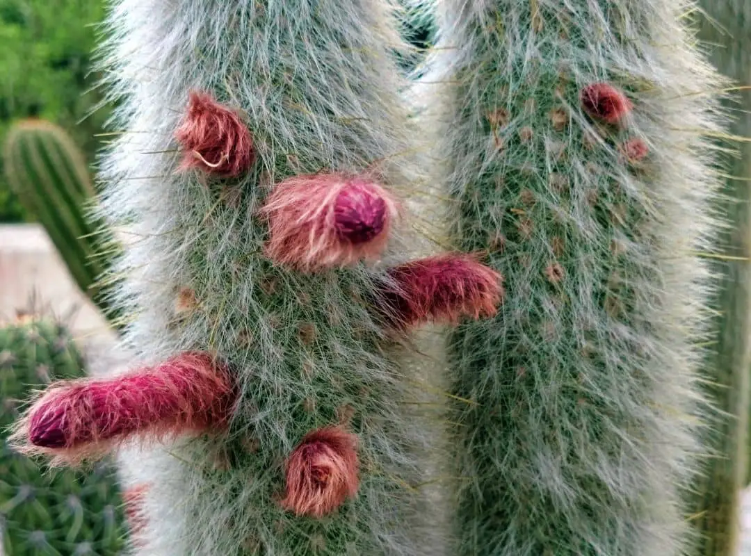 39 Amazing Blooming Cactus Varieties You Should Know | Succulent Thrive