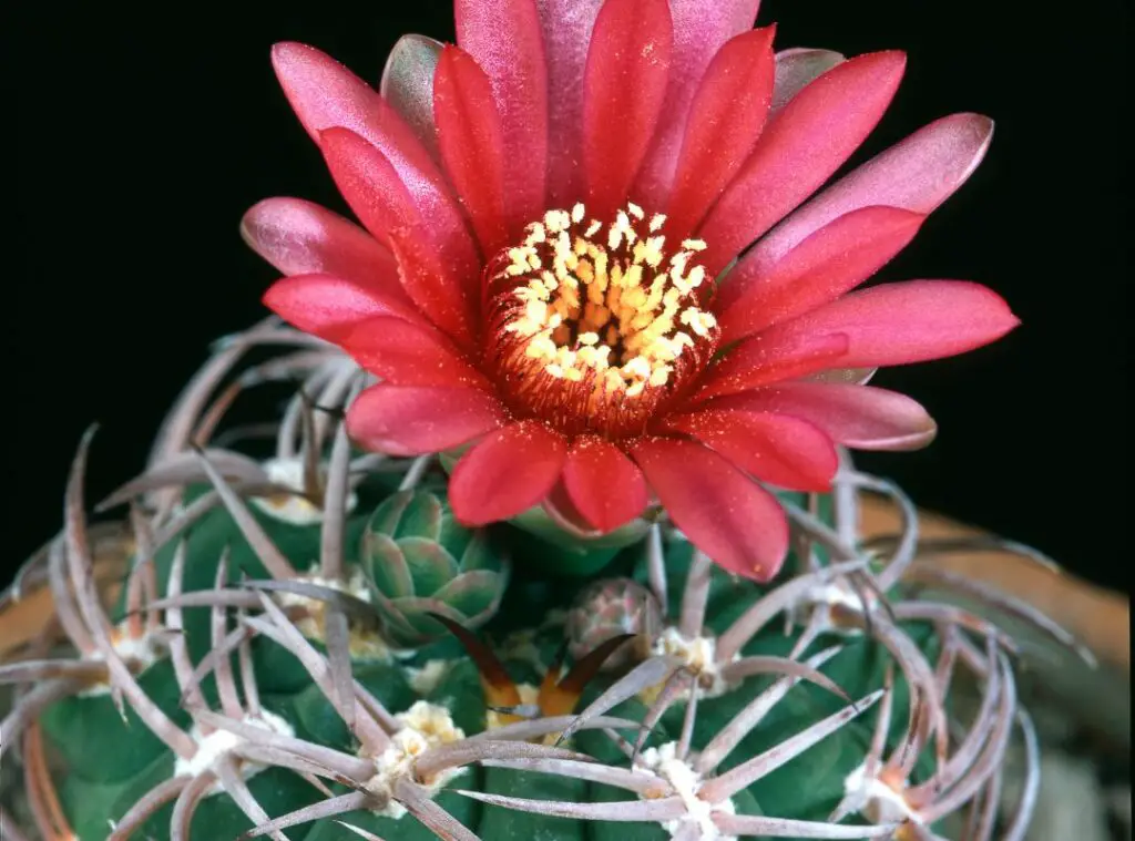 Blooming cactus