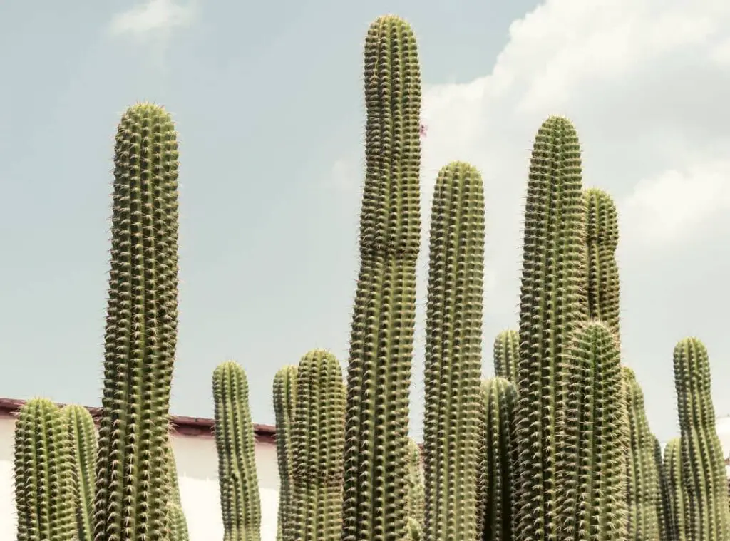Why Does Cactus Split 