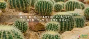 Why Does Cactus Split