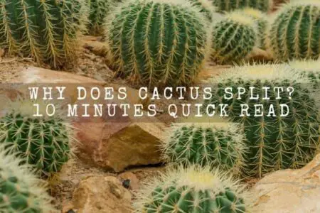 Why Does Cactus Split? 10 Minutes Quick Read