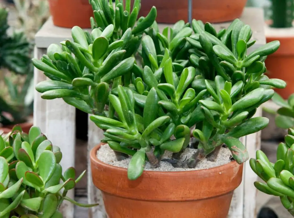 Do Jade Plants Like To Be Root Bound