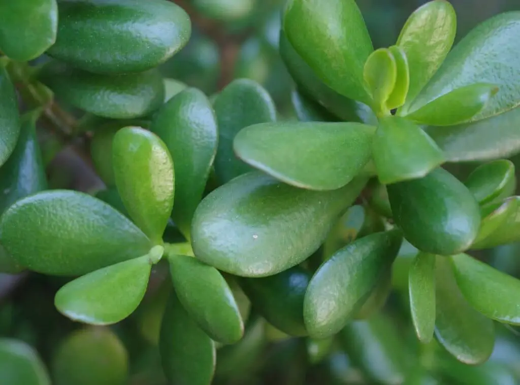 Do Jade Plants Like To Be Root Bound
