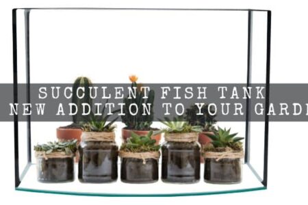 Succulent Fish Tank : A New Addition To Your Garden