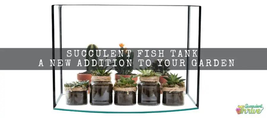 Succulent Fish Tank