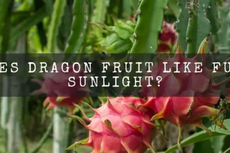 Does Dragon Fruit Like Full Sunlight?