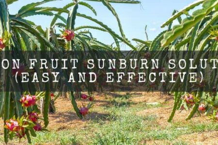 Dragon Fruit Sunburn Solutions : Easy And Effective