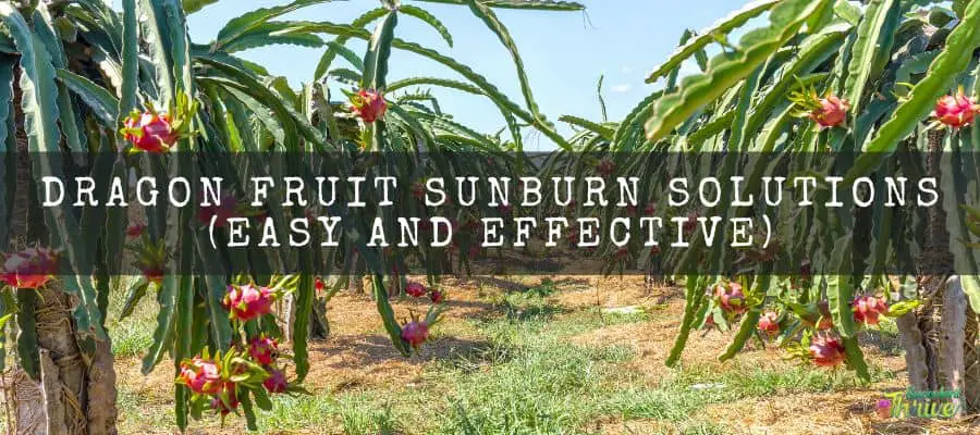 Dragon Fruit Sunburn Solutions
