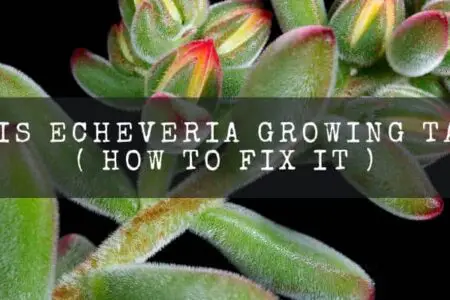 Why Is Echeveria Growing Tall ? ( How Fix It Brilliantly )