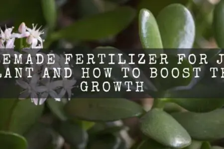 Homemade Fertilizer For Jade Plant And How To Boost The Growth