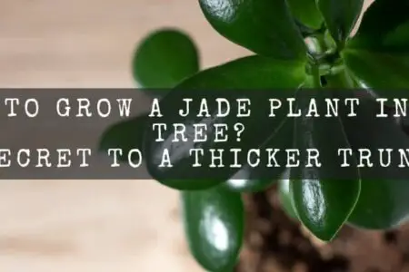 How To Grow A Jade Plant Into A Tree? ( Secret To A Thicker Trunk )