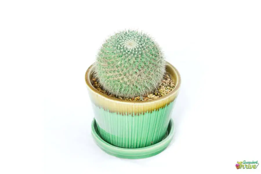 small Cactus
