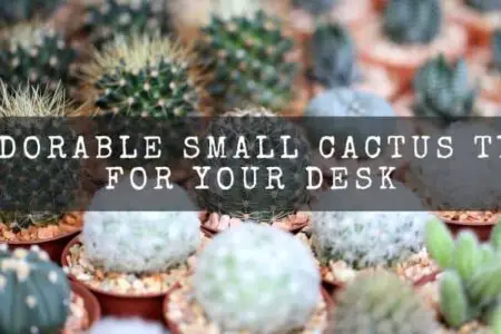 11 Adorable Small Cactus Types For Your Desk