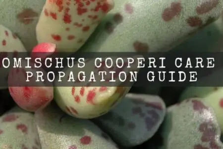 Adromischus Cooperi Care And Propagation Guide