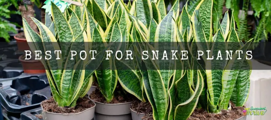 Best Pot For Snake Plants