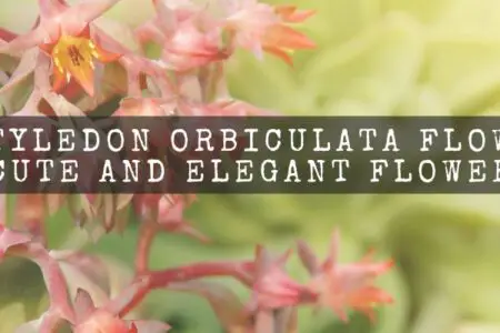 Cotyledon Orbiculata Flower : Cute And Elegant Flower